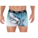 boxer requin
